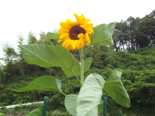 DSCF7508.JPG