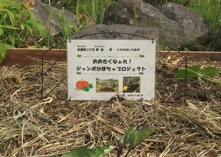 かぼちゃ.jpg